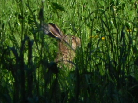 divji zajec v travi